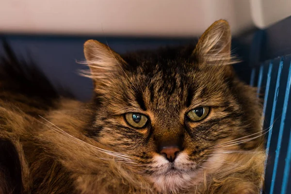 Doméstica de pelo largo gato crianza en la veterinaria clínica —  Fotos de Stock