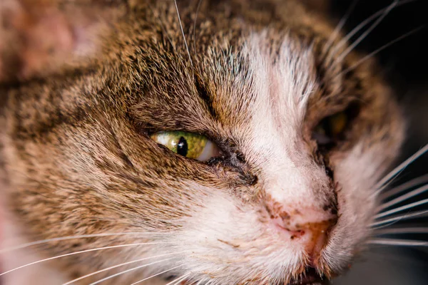 Herrelös katt med konjunktivit och rinit — Stockfoto