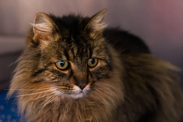 Tama longhair katt skapa på veterinärkliniken — Stockfoto