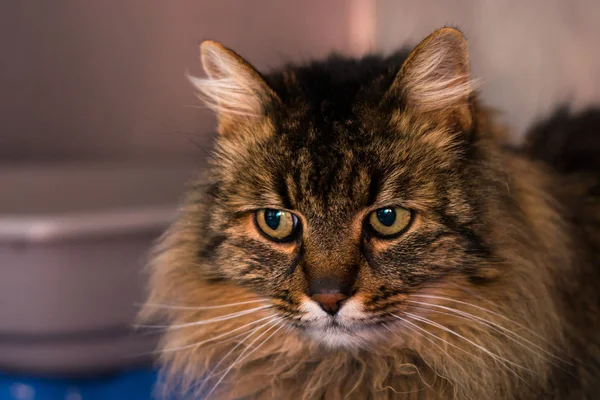 Doméstica de pelo largo gato crianza en la veterinaria clínica —  Fotos de Stock