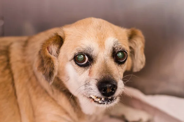 Собака смешанной породы с диабетом в ветеринарной клинике — стоковое фото