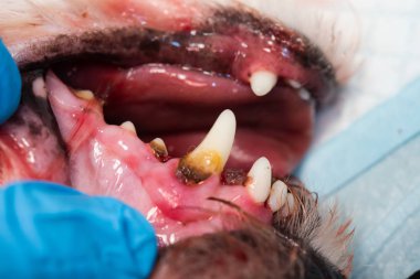 Periodontitli köpek ağzının yakın plan fotoğrafı.