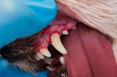 Periodontitli köpek ağzının yakın plan fotoğrafı.
