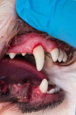 Periodontitli köpek ağzının yakın plan fotoğrafı.