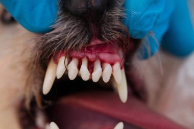 Periodontitli köpek ağzının yakın plan fotoğrafı.