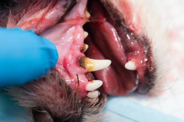 Periodontitli köpek ağzının yakın plan fotoğrafı.
