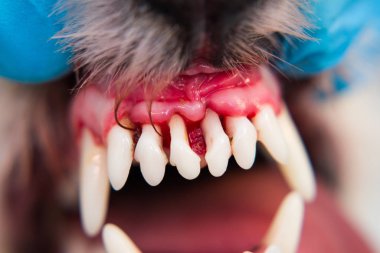 Periodontitli köpek ağzının yakın plan fotoğrafı.