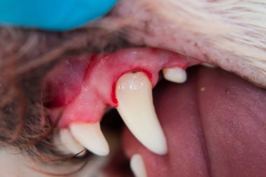 Periodontitli köpek ağzının yakın plan fotoğrafı.