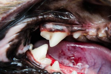 Periodontitli köpek ağzının yakın plan fotoğrafı.