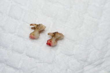 Beyaz sörfte tartarlı köpek dişlerinin yakın plan fotoğrafı.
