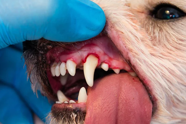 Periodontitli köpek ağzının yakın plan fotoğrafı.