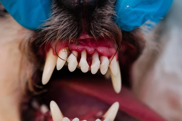 La foto del primer plano de la boca del perro con periodontitis — Foto de Stock