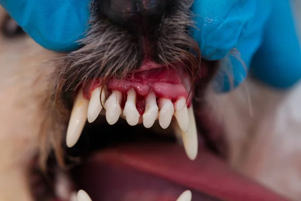 close-up photo of a dog mouth with periodontitis