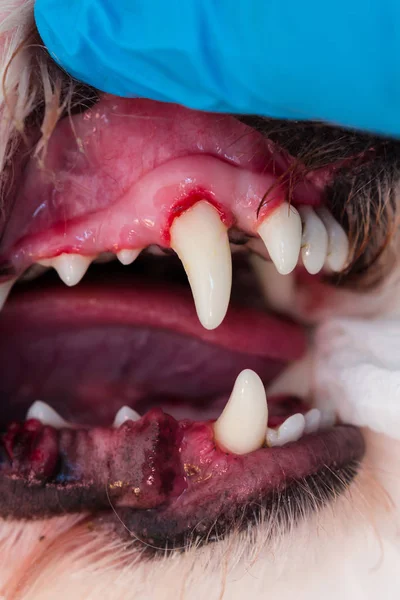 La foto del primer plano de la boca del perro con periodontitis — Foto de Stock