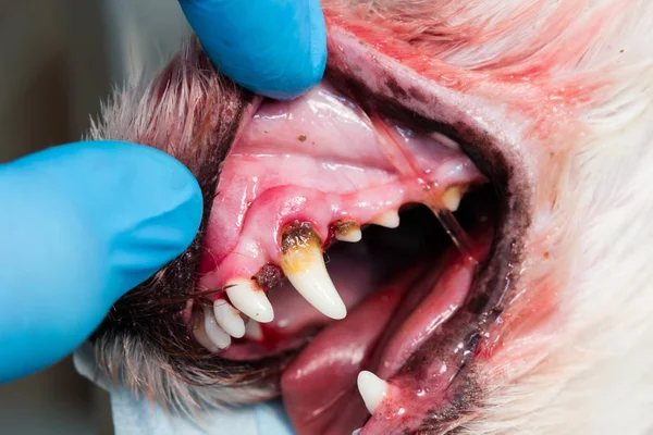 La foto del primer plano de la boca del perro con periodontitis — Foto de Stock