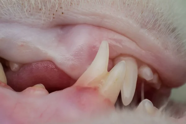 Close-up foto van een kat tanden veranderen — Stockfoto