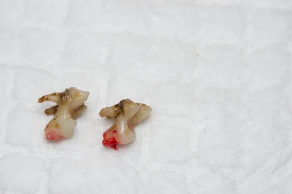 Close-up photo of a dog teeth with tartar isolated on white surf — Stock Photo, Image