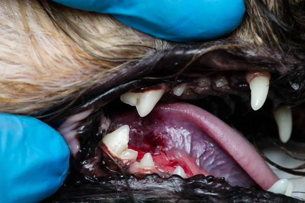 Foto de close-up de uma boca de cão com periodontite — Fotografia de Stock
