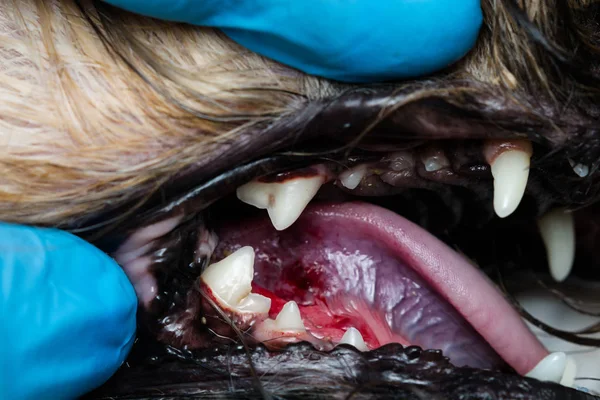 La foto del primer plano de la boca del perro con periodontitis — Foto de Stock