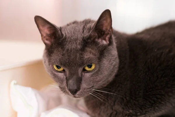 russian blue cat at the veterinary clinic