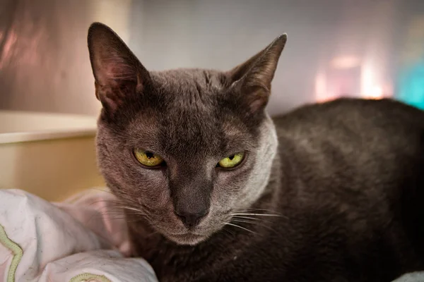 Gato azul ruso en la clínica veterinaria —  Fotos de Stock