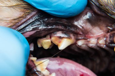 Periodontitli köpek ağzının yakın plan fotoğrafı.