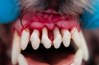 Periodontitli köpek ağzının yakın plan fotoğrafı.