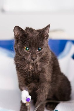 Veteriner kliniğinde panleukopenia ve mide bulantısı olan kedi yavrusu.