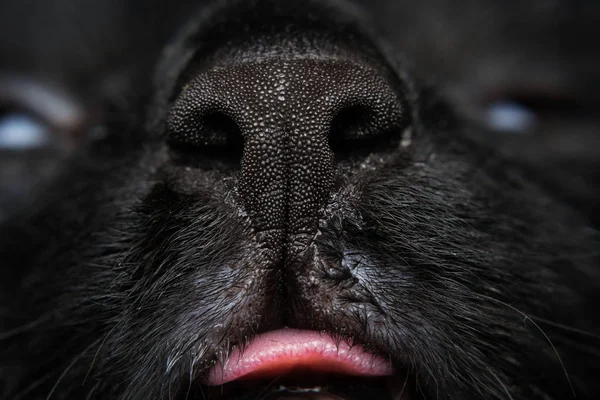 Close Foto Van Een Zwarte Kattenneus — Stockfoto