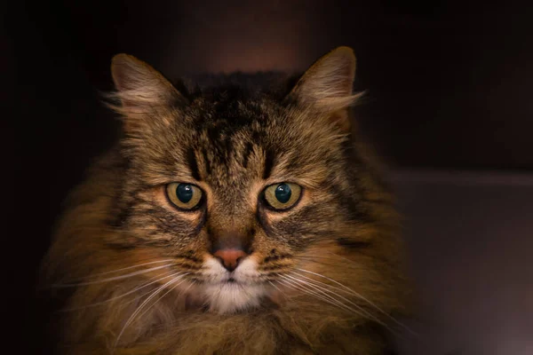 Inrikes Långt Hår Katt Ansikte Närbild Foto — Stockfoto