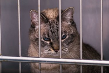 kedi veteriner kliniğinde kafeste.