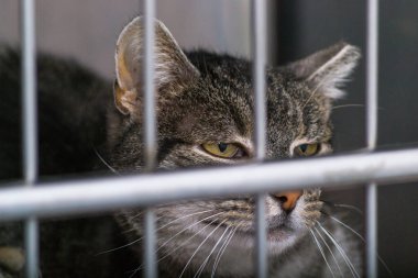 kedi veteriner kliniğinde kafeste.