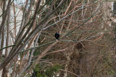 Ağaçta bir karganın huzur içinde ekmek yediği bir fotoğraf.