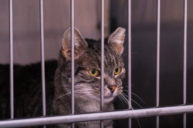 kedi veteriner kliniğinde kafeste.