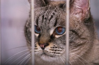 kedi veteriner kliniğinde kafeste.