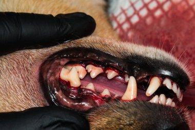 Bir köpek dişinin tartarektomiden ya da diş pulundan sonraki yakın çekimi.