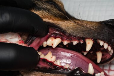 Bir köpek dişinin tartarektomiden ya da diş pulundan sonraki yakın çekimi.