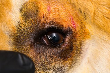 Entropionlu bir köpeğin yakın plan fotoğrafı.