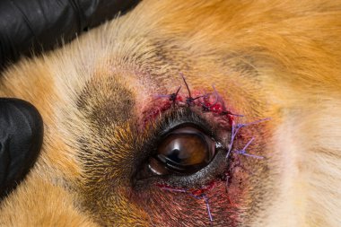 Entropionlu bir köpeğin yakın plan fotoğrafı.