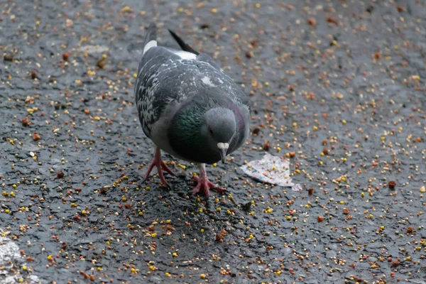 ハトは雨の日に地面から種を食べて — ストック写真