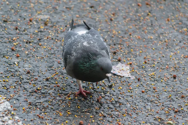 Tauben Fressen Bei Regen Samen Aus Der Erde — Stockfoto