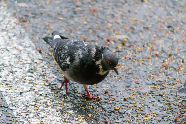 Tauben Fressen Bei Regen Samen Aus Der Erde — Stockfoto