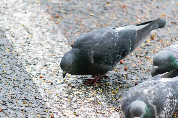 Tauben Fressen Bei Regen Samen Aus Der Erde — Stockfoto