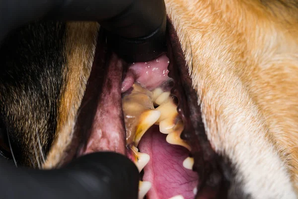 dog with gingivitis and teeth with tartar