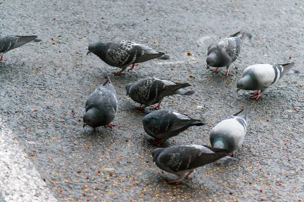 Pombos Comendo Sementes Chão Dia Chuvoso — Fotografia de Stock