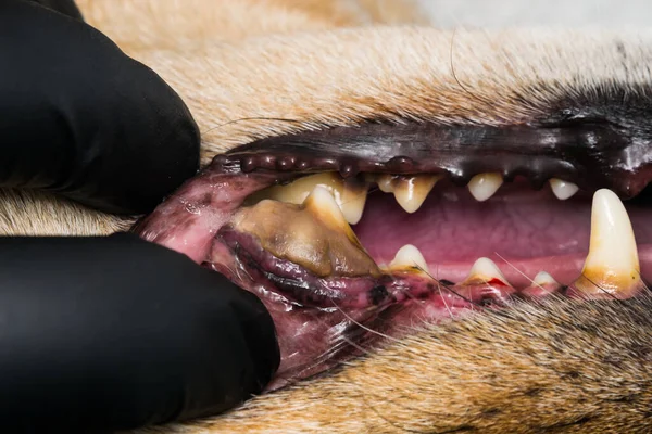歯肉炎の犬とターターの歯 — ストック写真