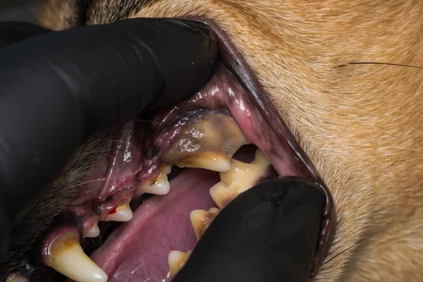 歯肉炎の犬とターターの歯 — ストック写真