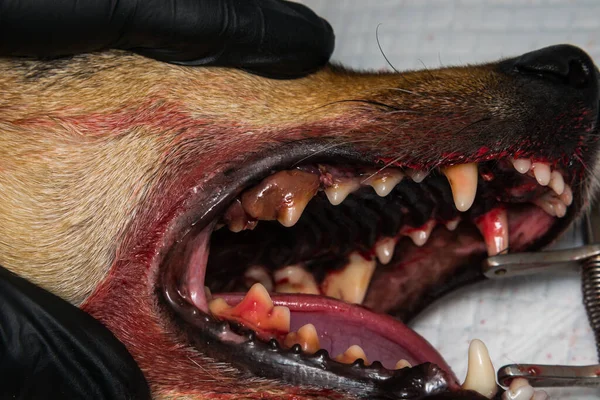 Pies Zapaleniem Dziąseł Zęby Tatarem — Zdjęcie stockowe