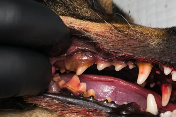 Pies Zapaleniem Dziąseł Zęby Tatarem — Zdjęcie stockowe