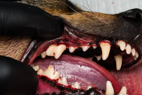close-u photo of a dog teeth after tartarectomy or dental scalling